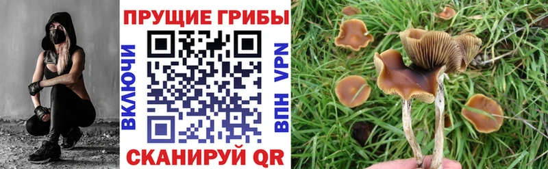 Псилоцибиновые грибы ЛСД  Купить закладки  Лыткарино 